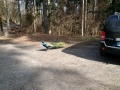 Pfau zu Besuch.jpg